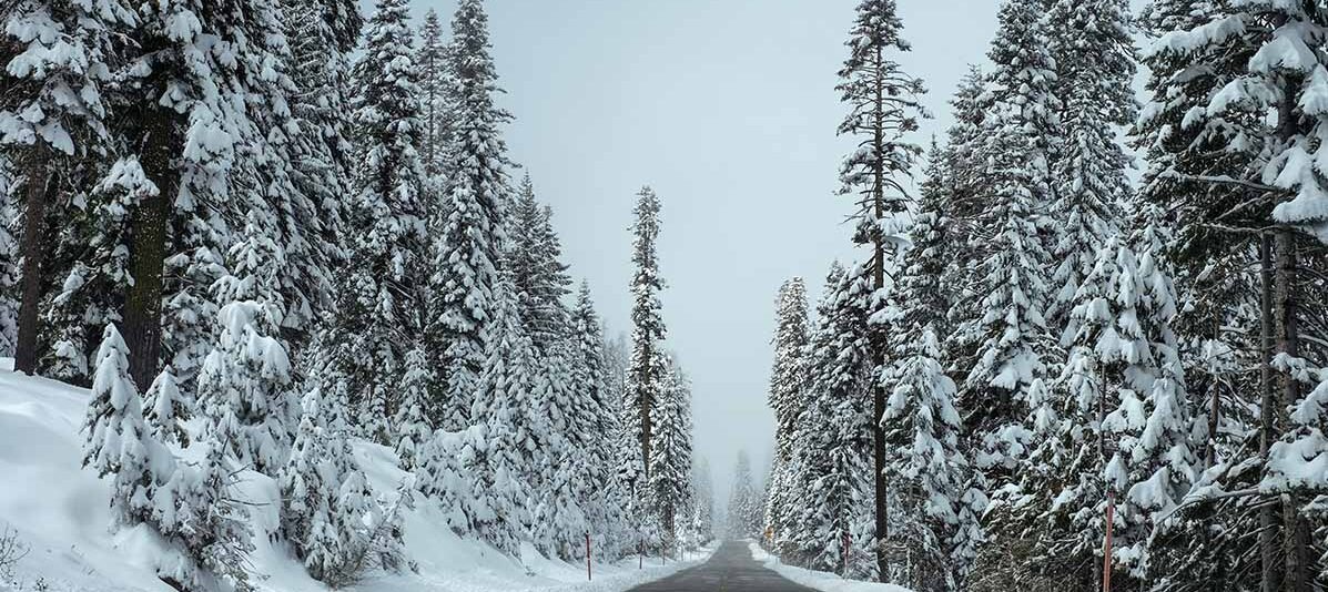 road cutting through the forest